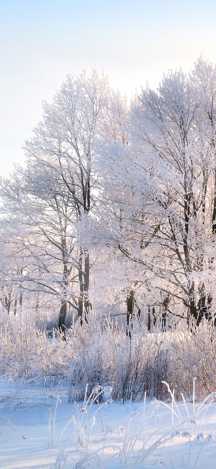 white winter
