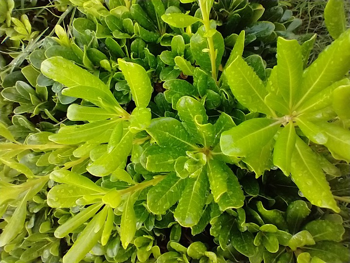 live green