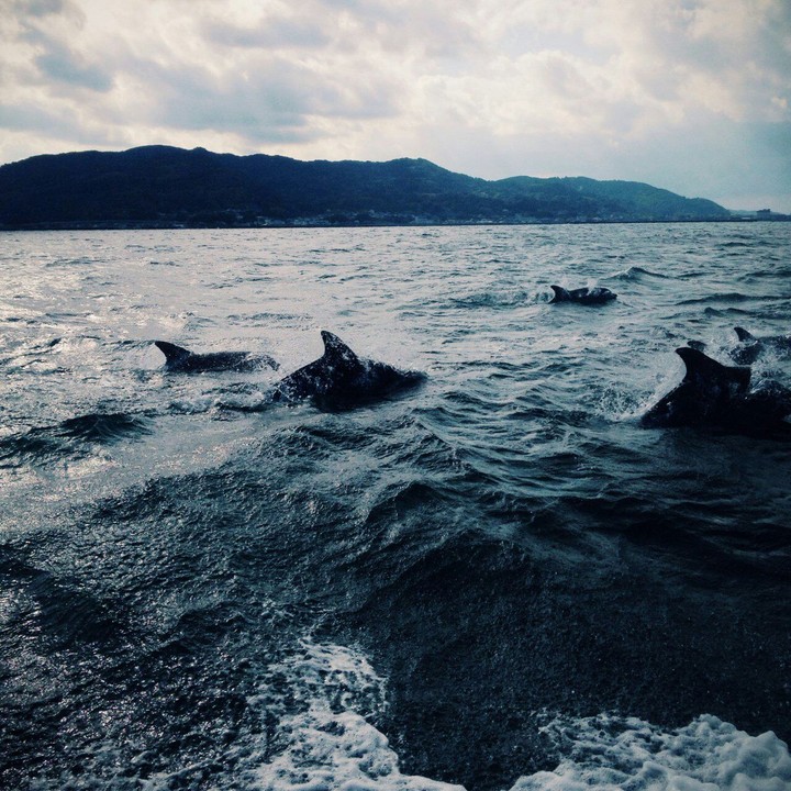 Whale