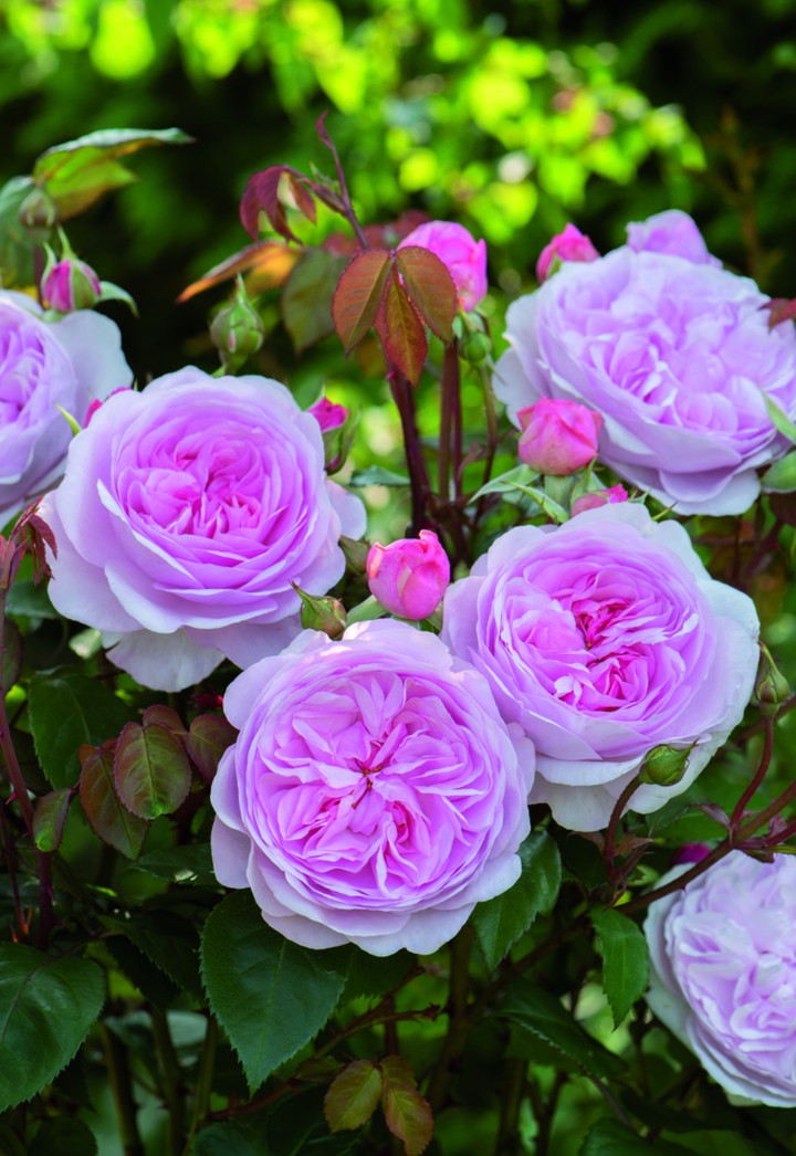 Roses