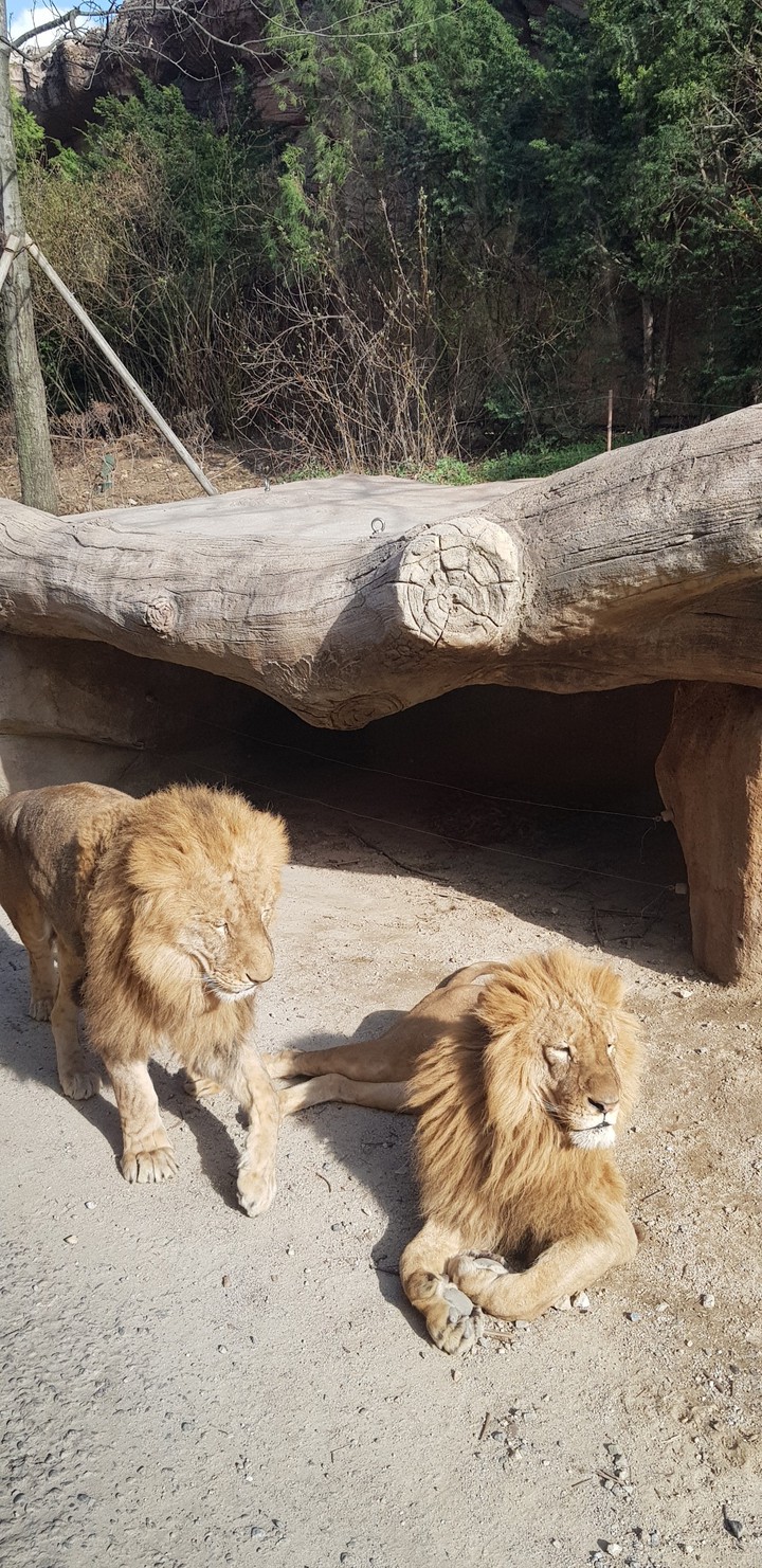 사자