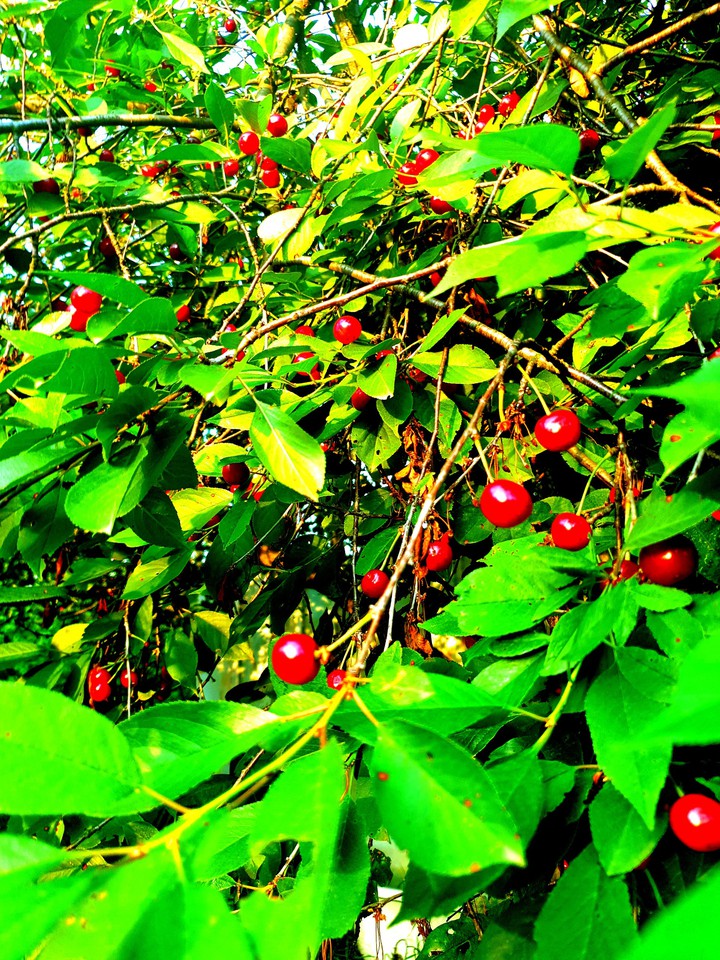 berry