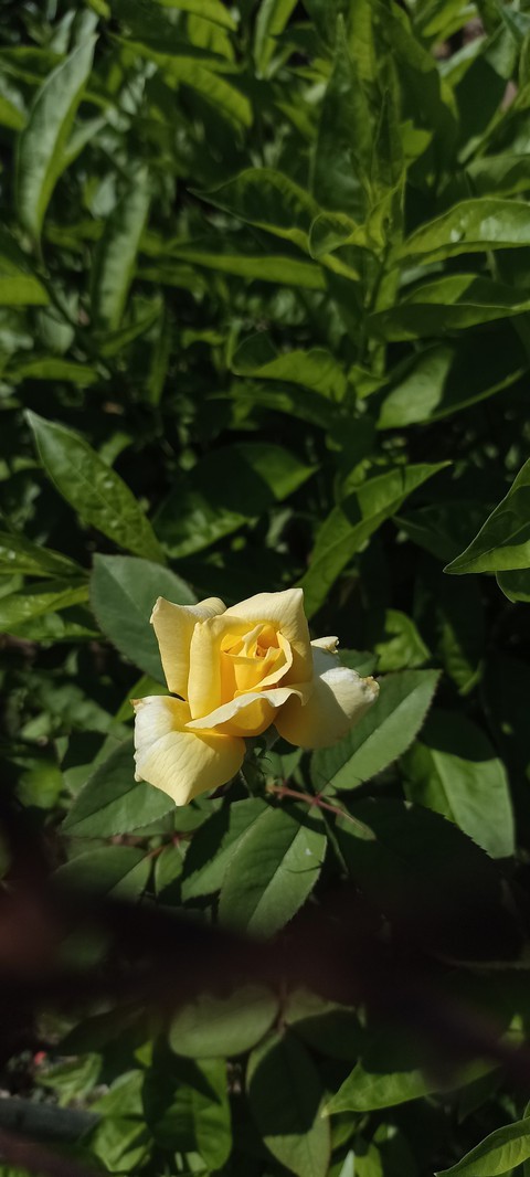 шпалери nature, yellow