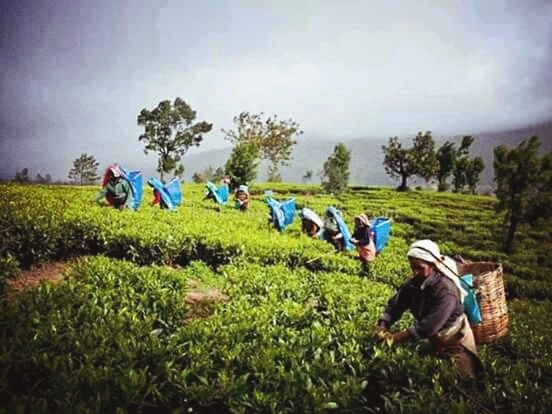 srilanka  tea