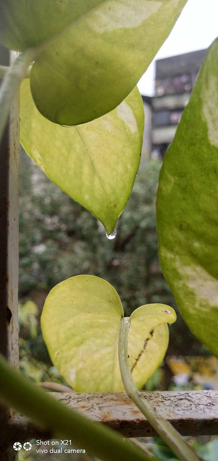 nature rain