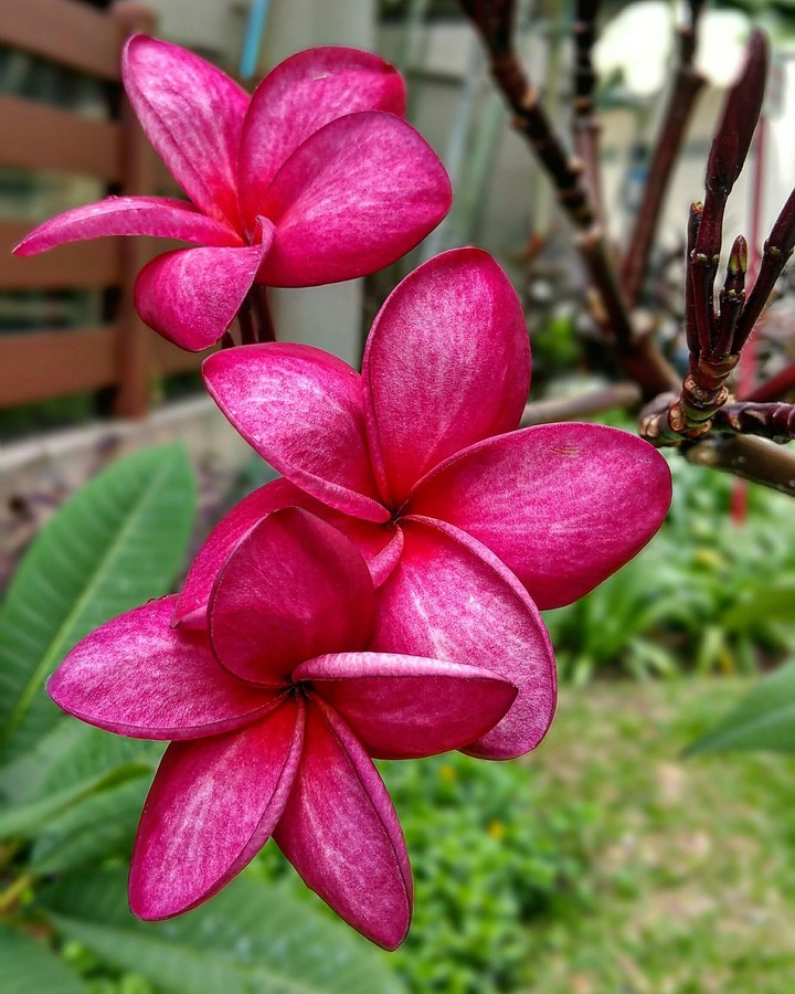 Lovely flowers.... fresh and fragrant