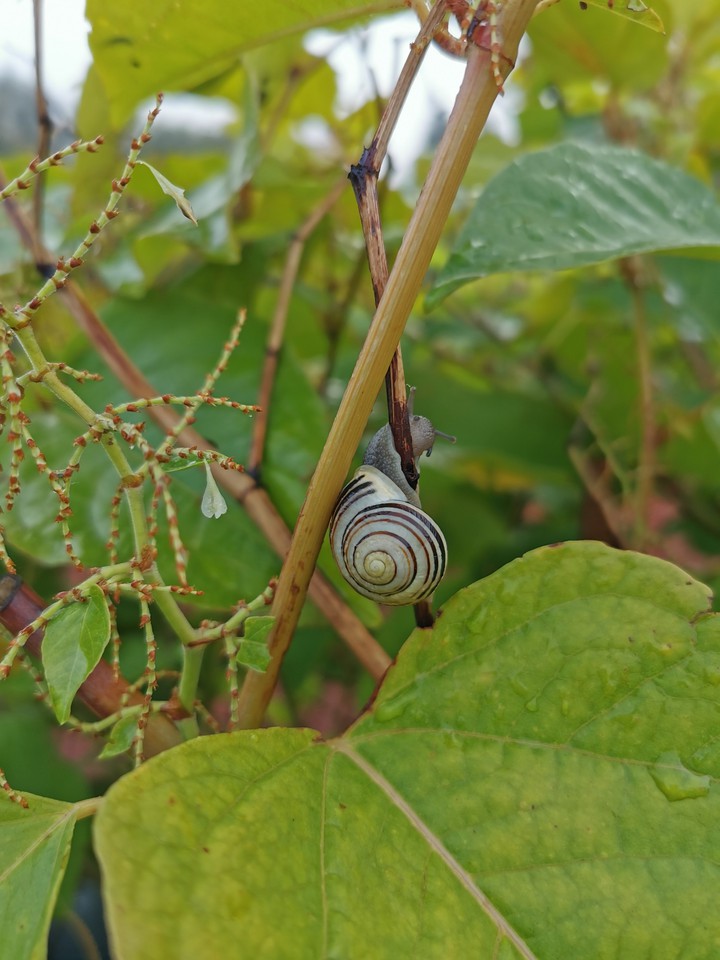 slug