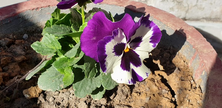 flower with winter sunlight