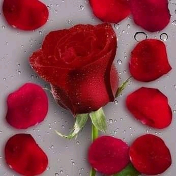 rosa