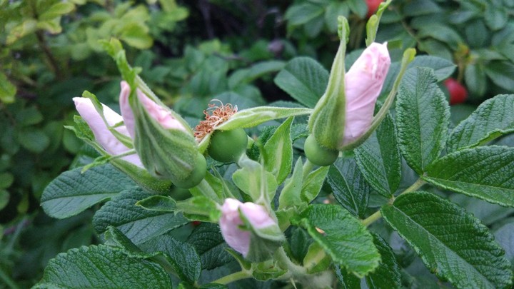 Rosehip buds