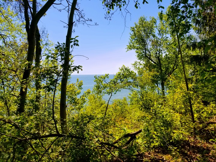 trees