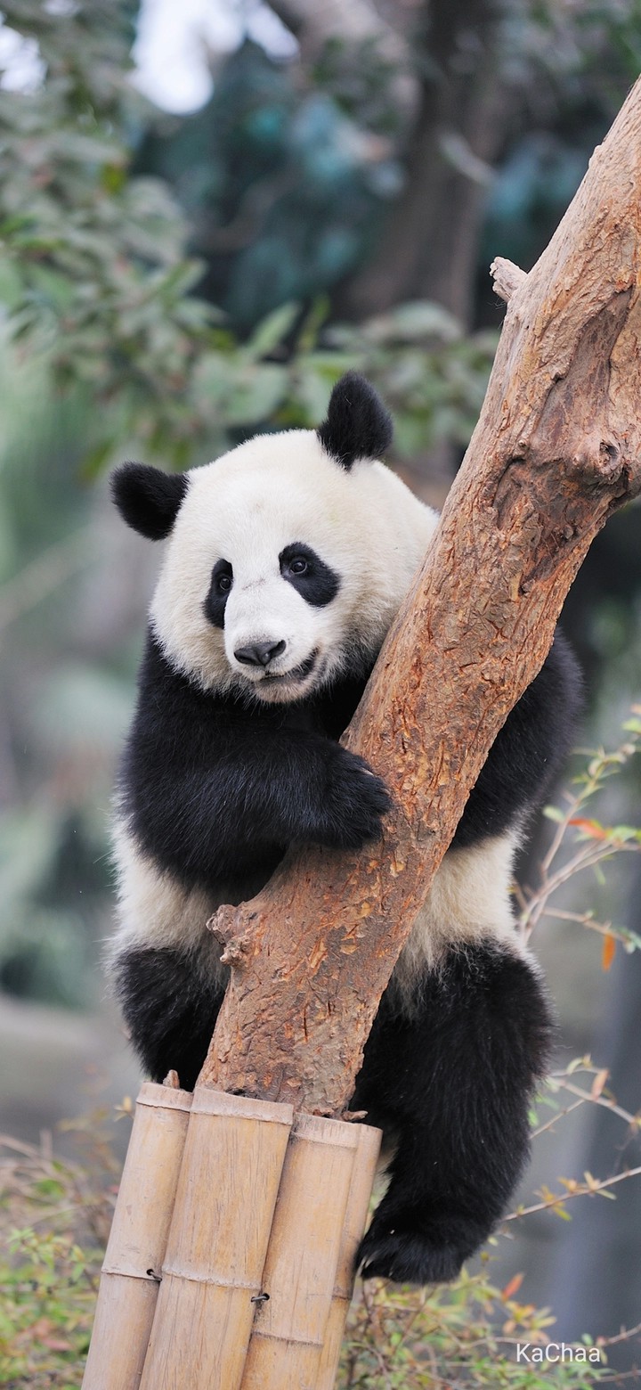 panda