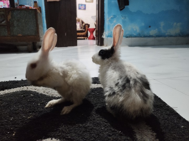 Bunny