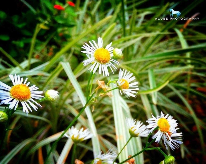 white Flowers