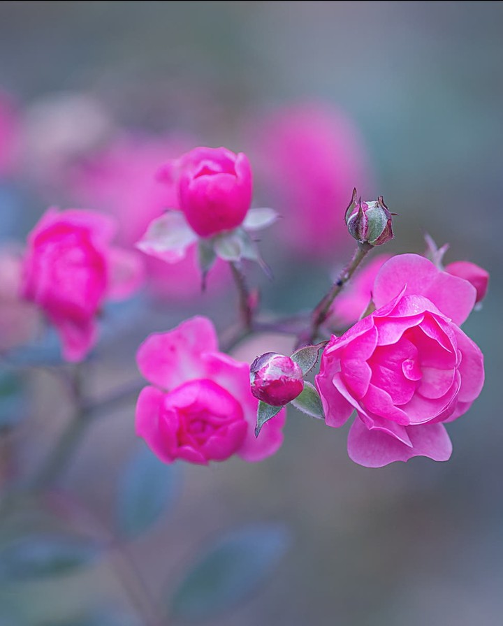 Roses růže