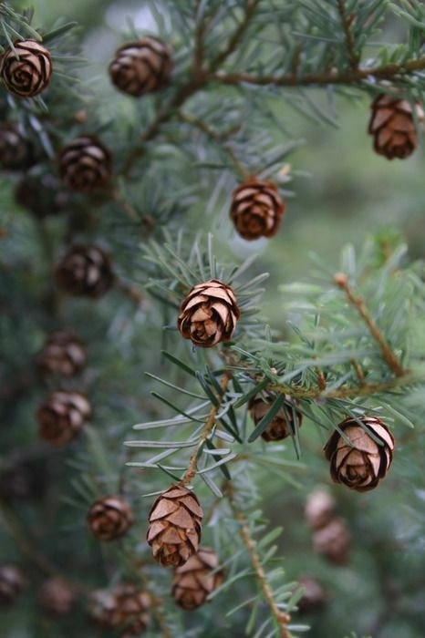 spruce