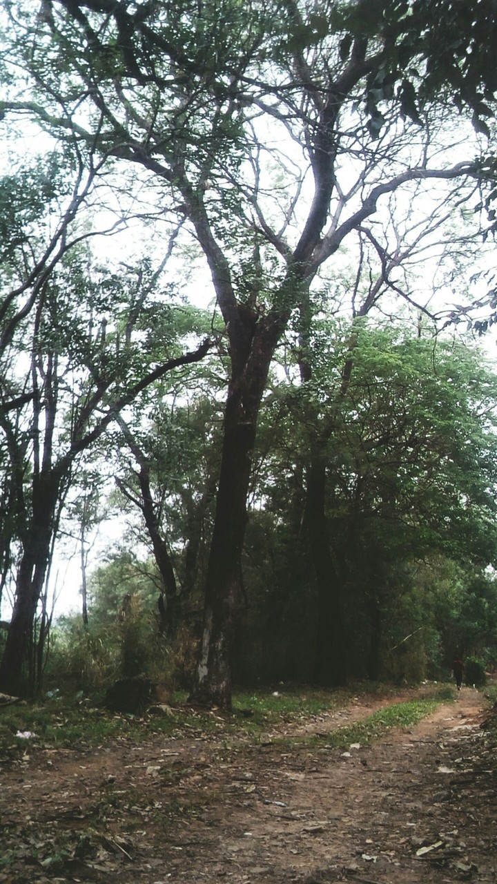 Fondo bosque