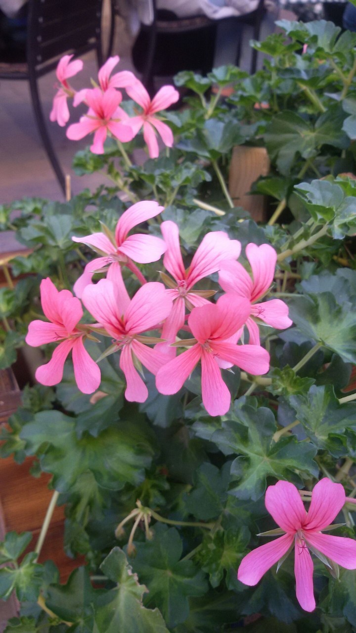 Flowers