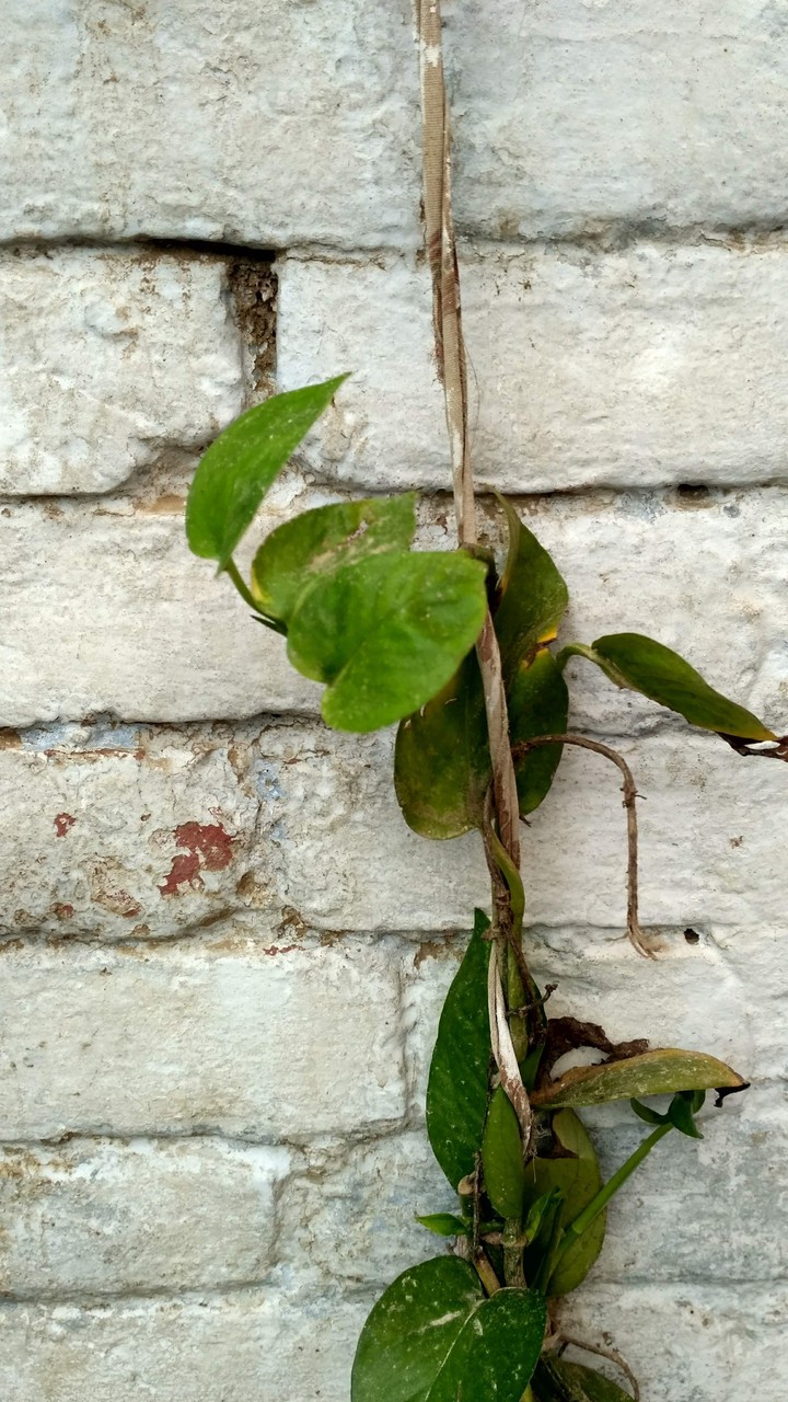 Leafe