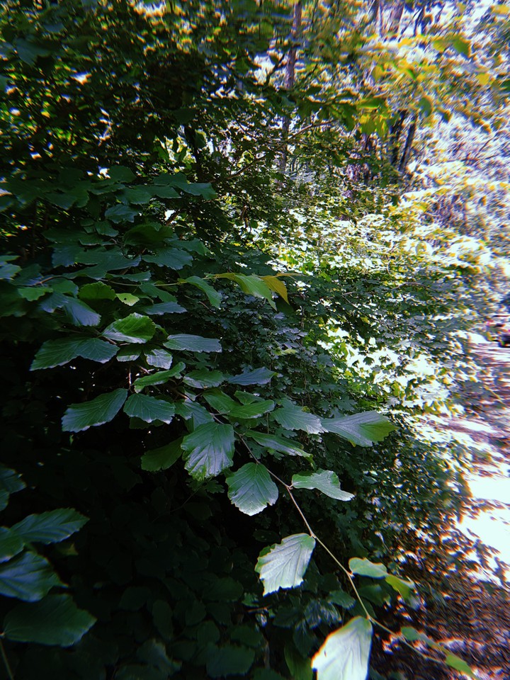 nature
