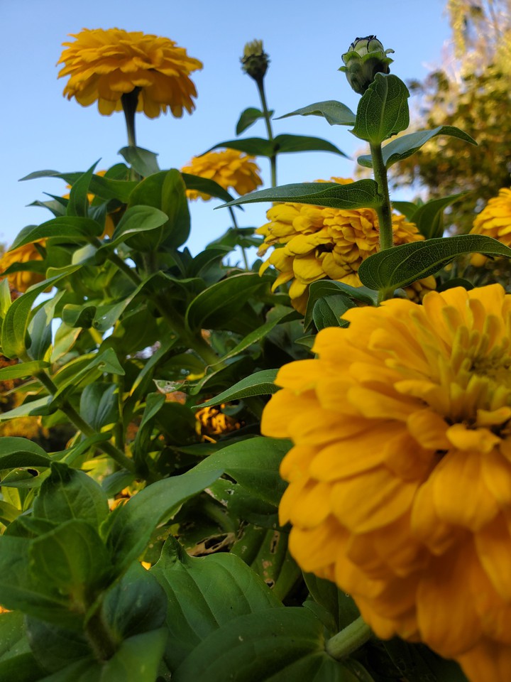 flowers