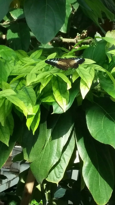 BUTTERFLY