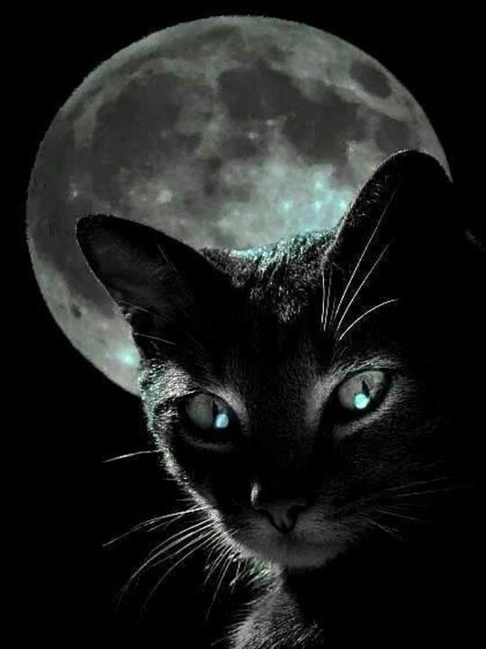 кот,луна