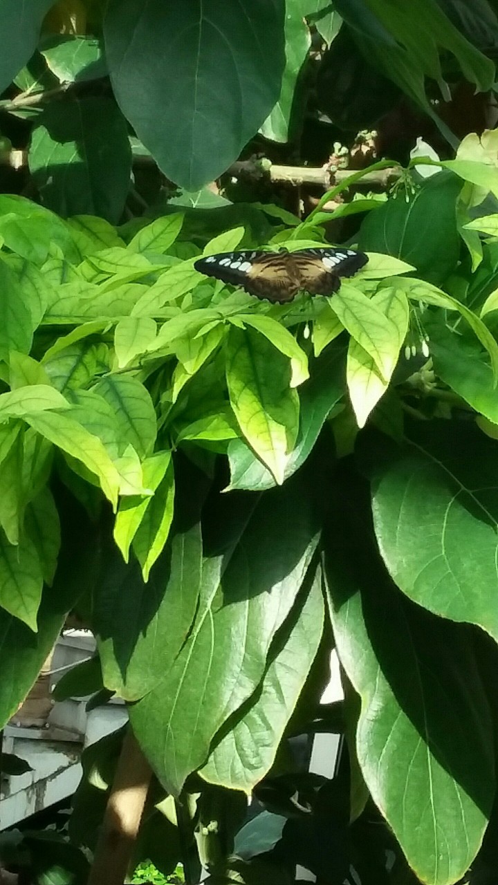 BUTTERFLY