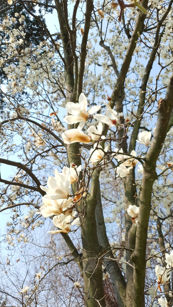 korea spring flower kobus magnolia