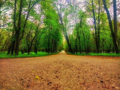 road to go forest