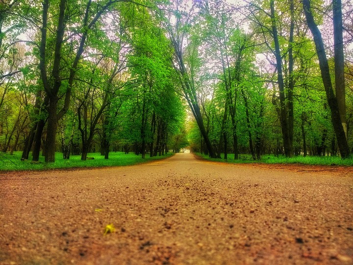road to go forest