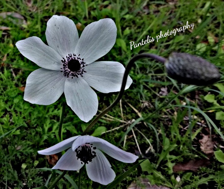 pantelis photography