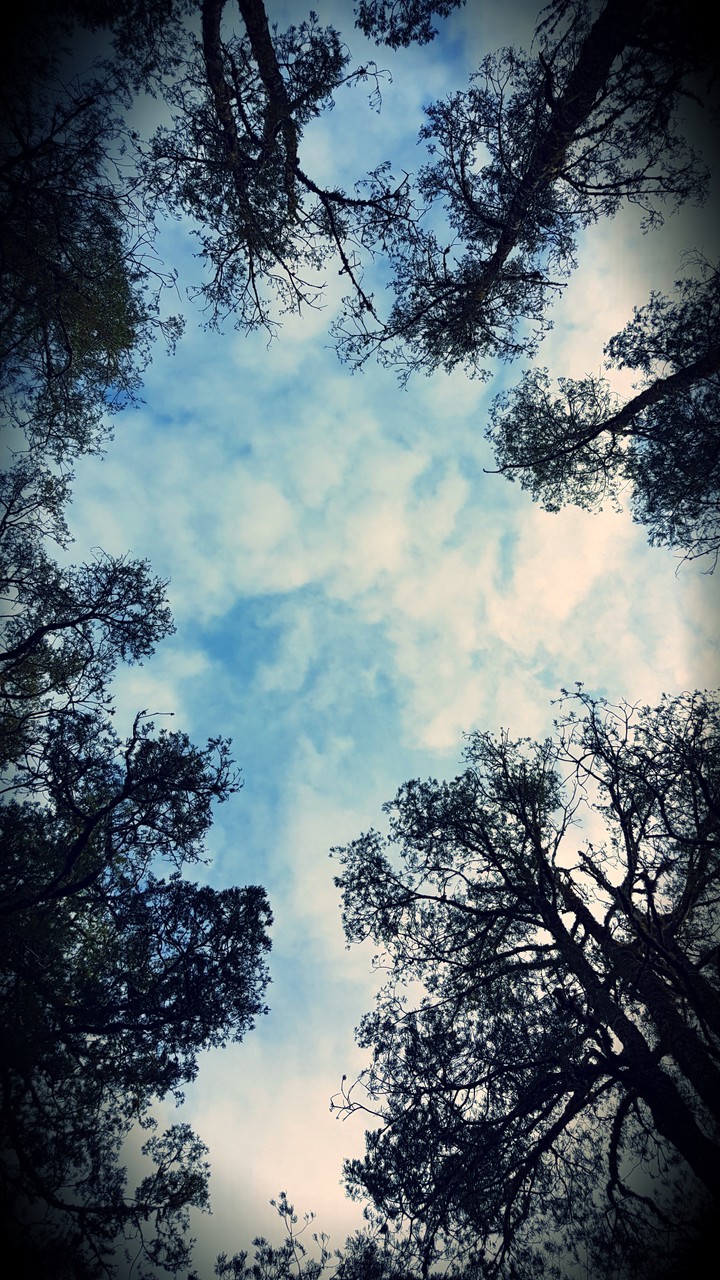 Look up the sky