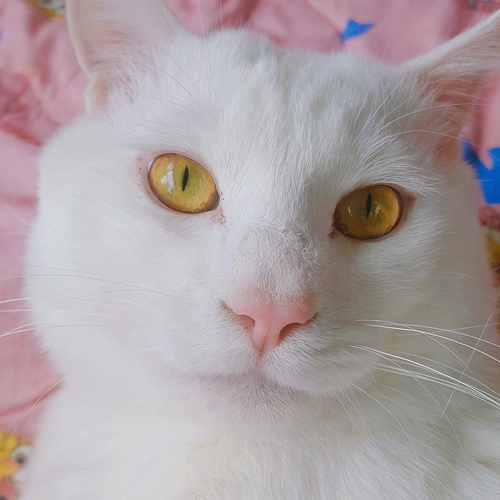 터키시 앙고라