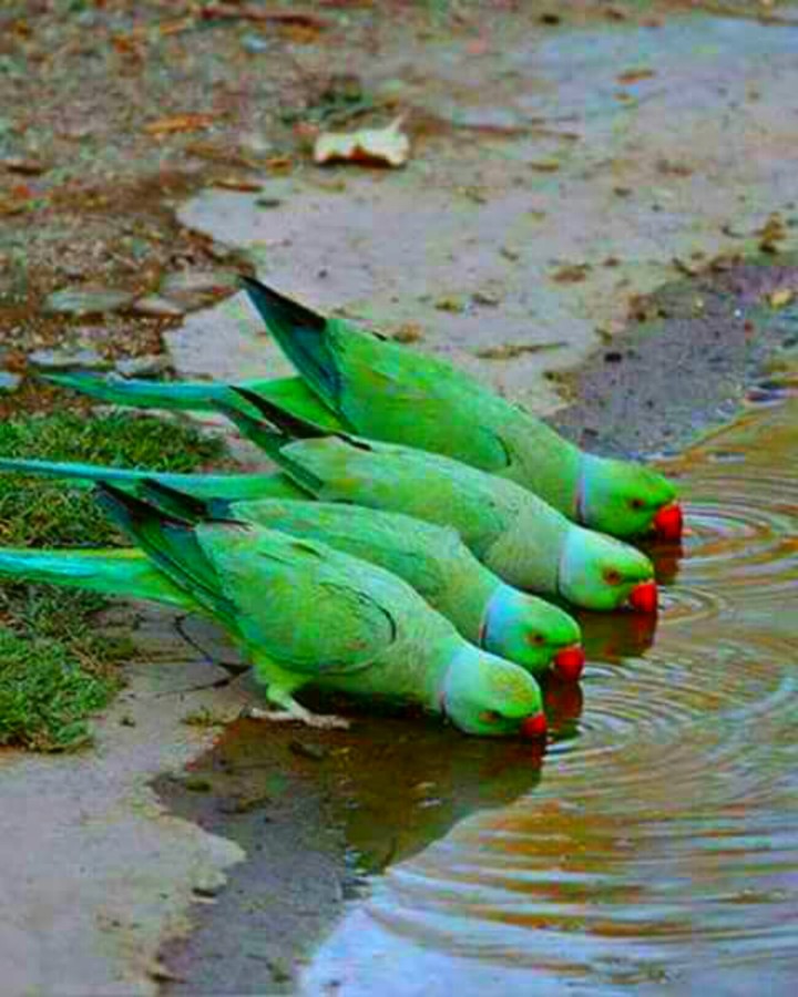 parrots drinking water..
