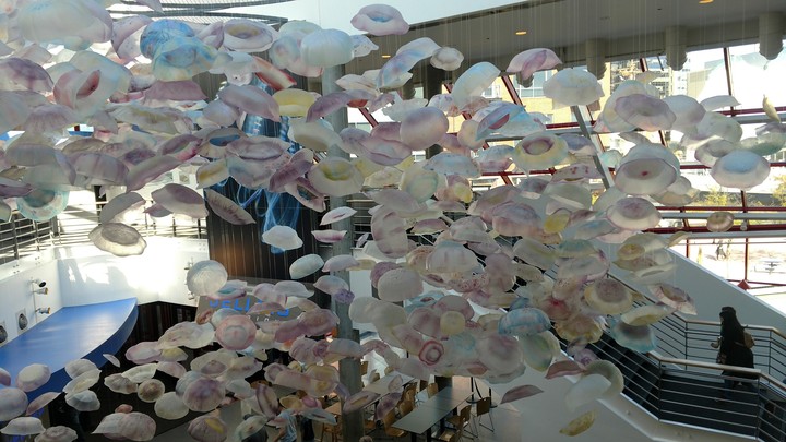 Jellyfish Floating