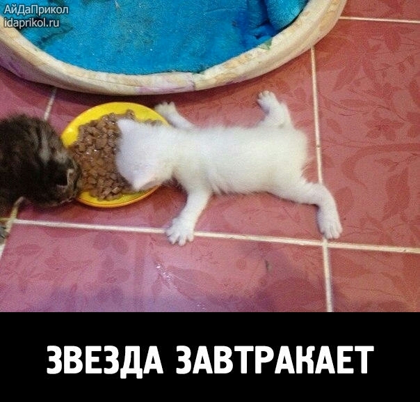 звезда завтракает