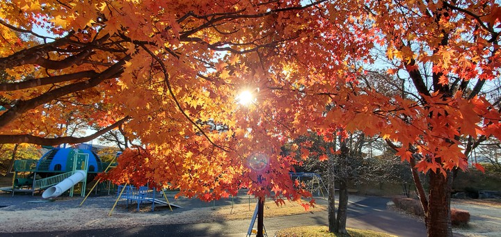 Maple