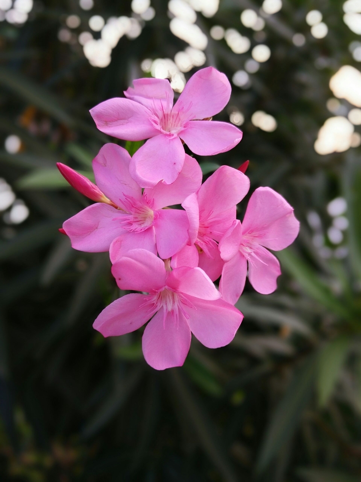 Pink flowers