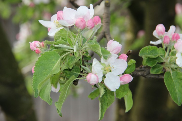 Apple Tree