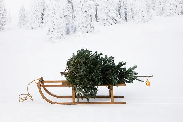 Sled carrying fir tree and golden pear
