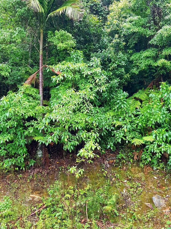 rainforest