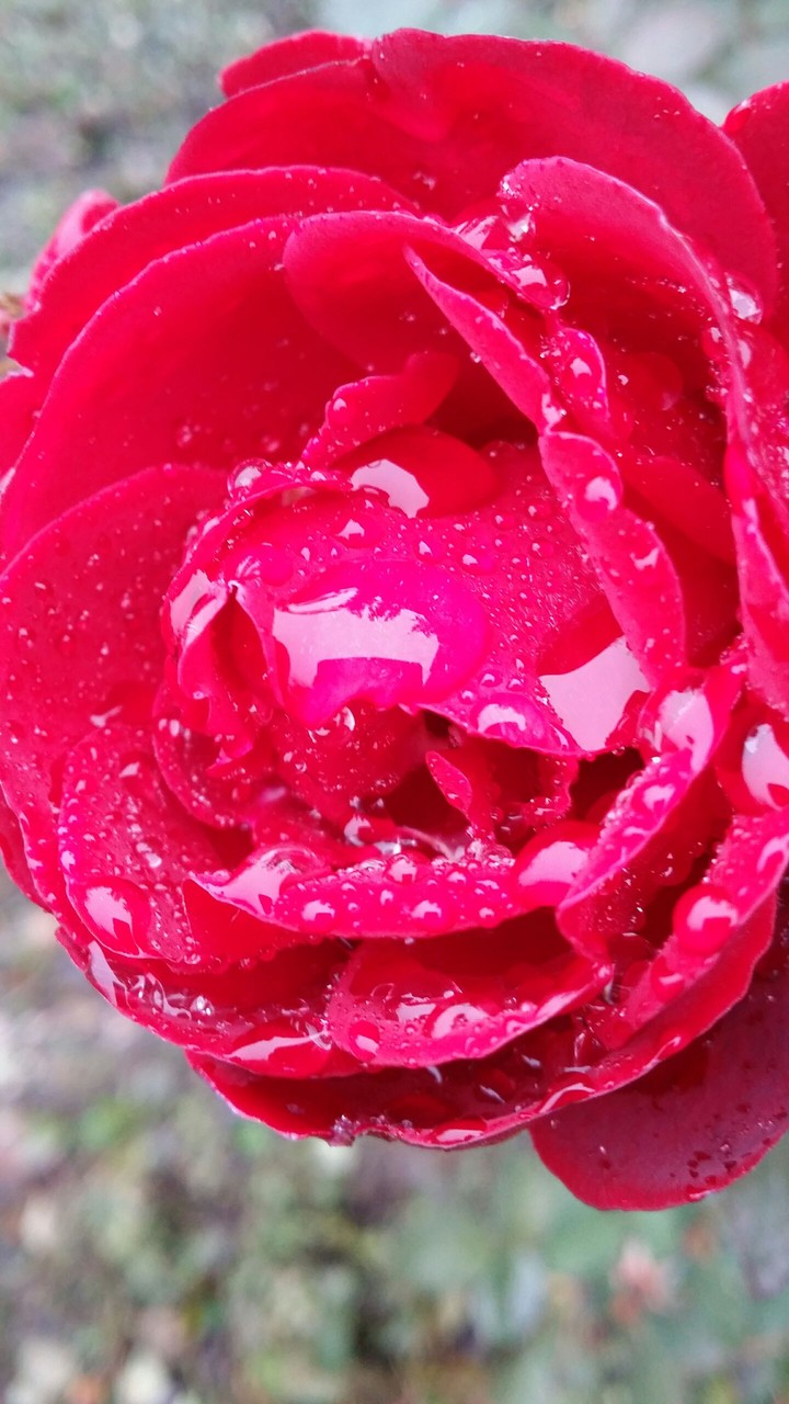 Rose under rain