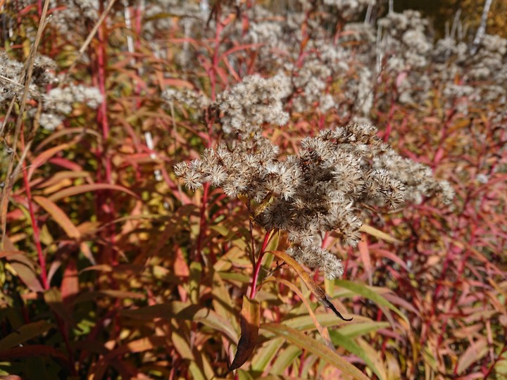 Golden Russian automn