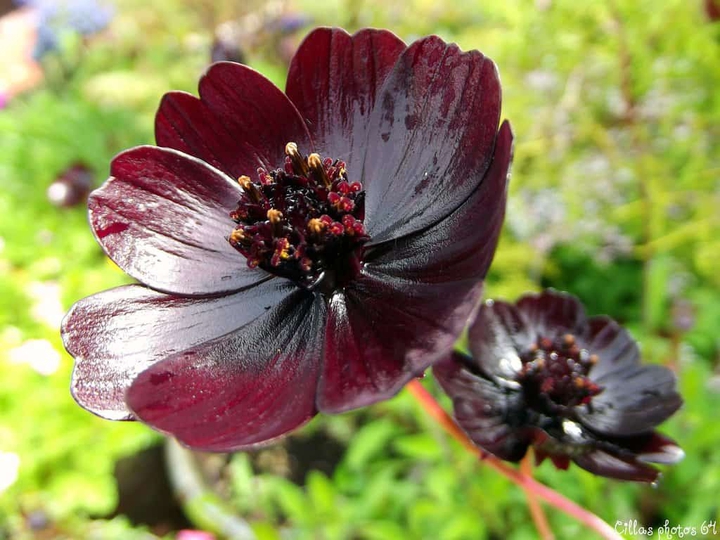 pretty flower
