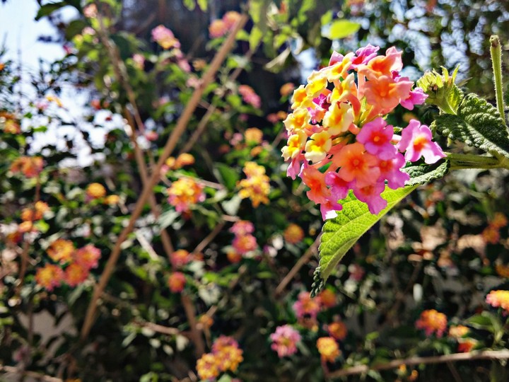 colourful flower