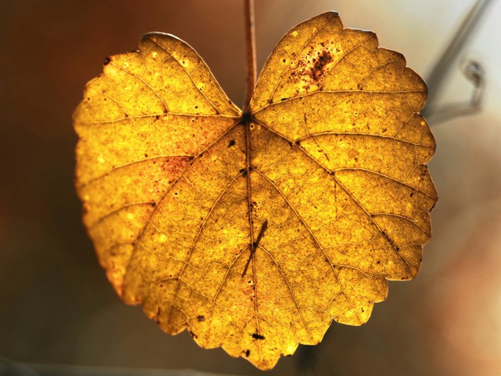 leaf