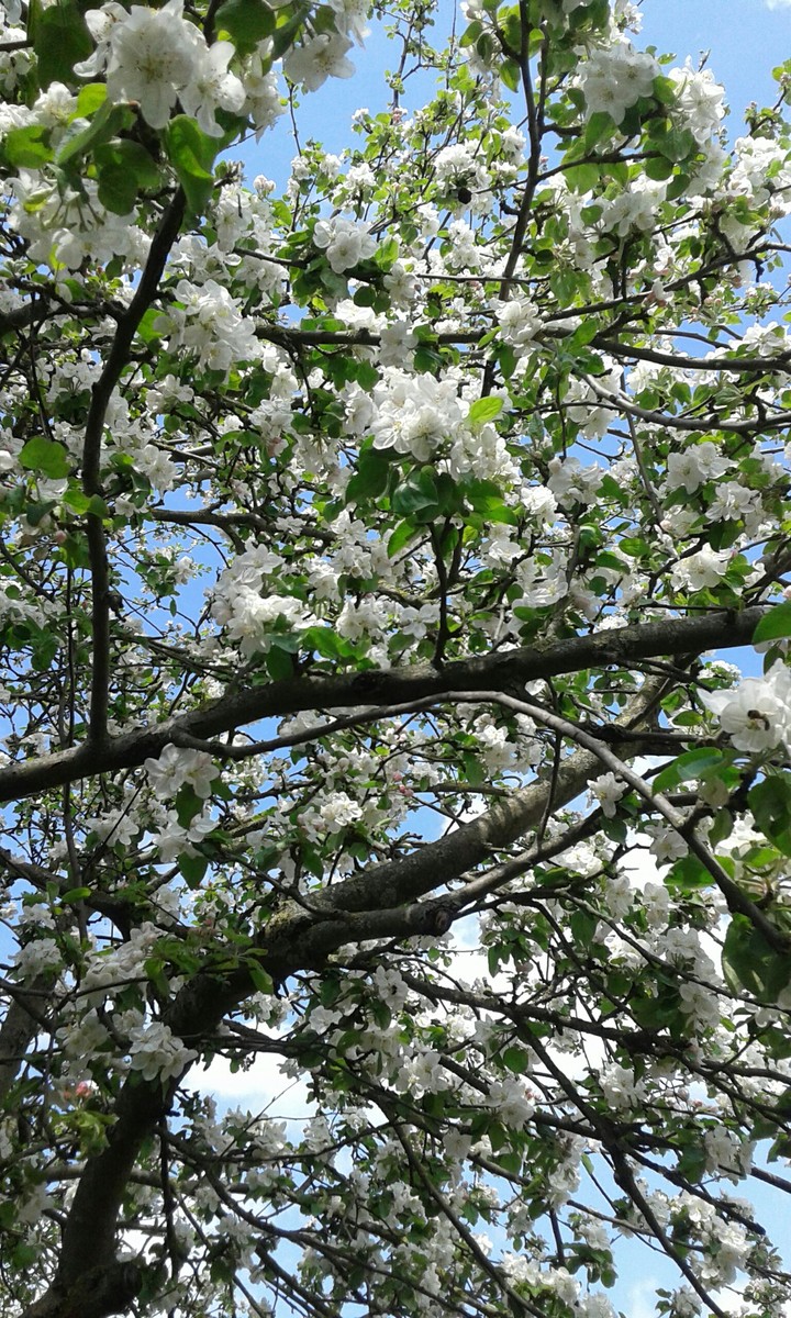 Spring