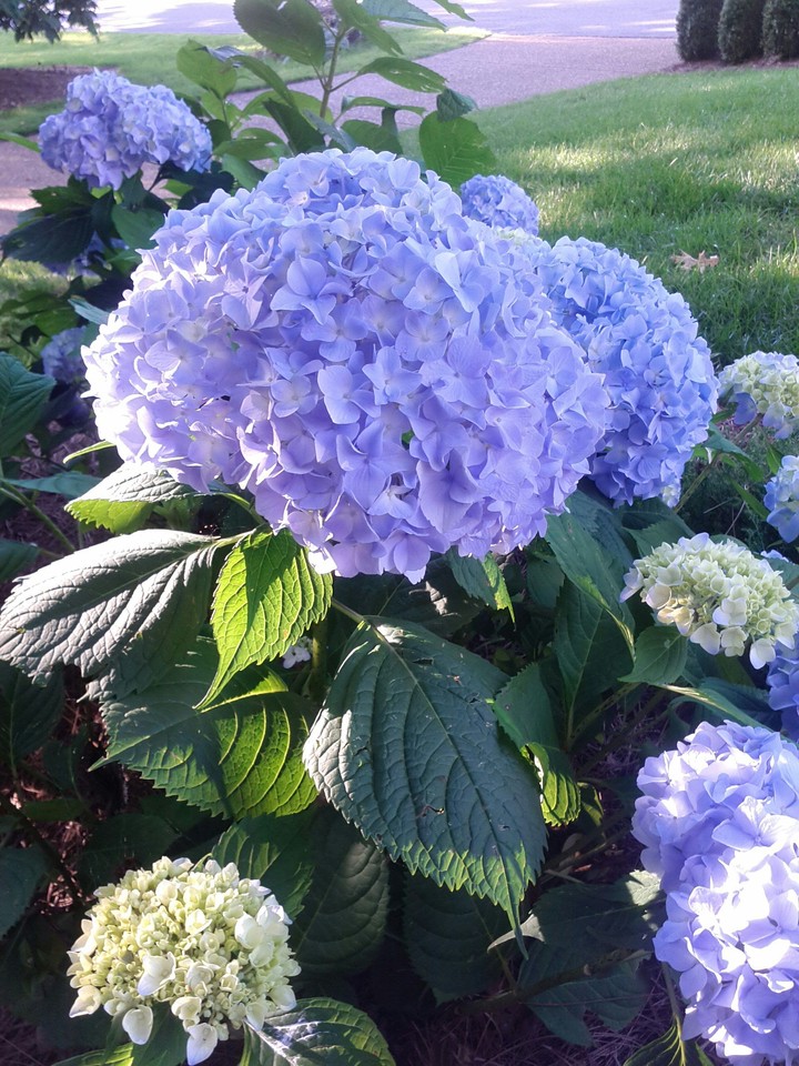 Blossoming Hydrangeas