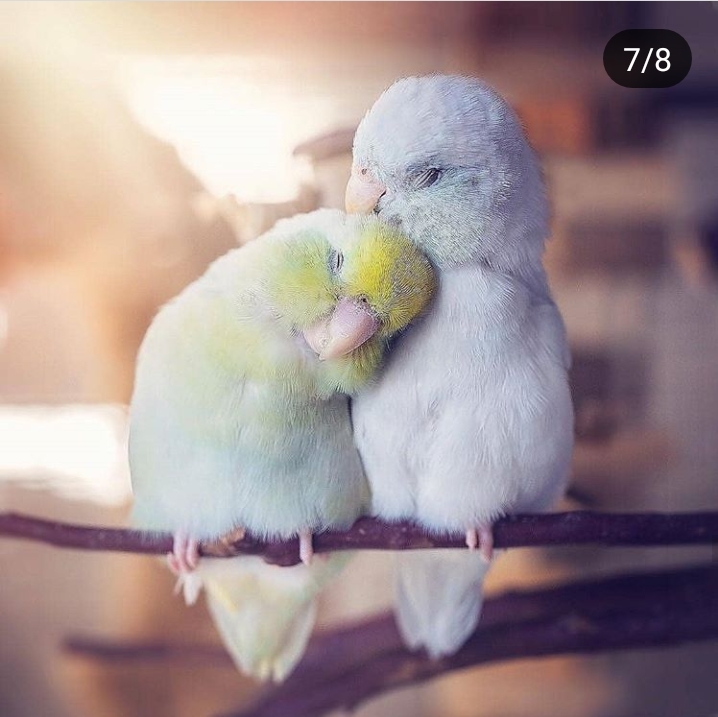 love birds